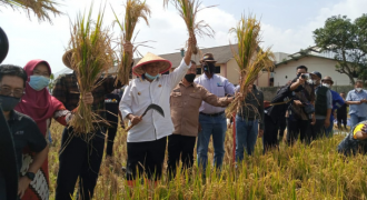 Kembangkan Teknologi Biogro, Balai Mektan Berhasil Tingkatkan Produksi Padi Hampir 100 %