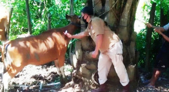 Wabah Virus Jembrana Melanda Bengkulu, Ratusan Ekor Sapi Mati