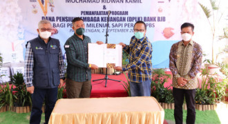 DPLK bank bjb Dorong Milenial Jabar Beternak Sapi Perah