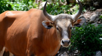 Duh, Banteng Jawa di Cagar Alam Pangandaran Tinggal Satu Ekor