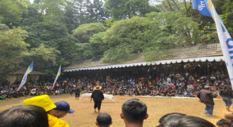 Seni Ketangkasan Domba Garut di Babakan Siliwangi 